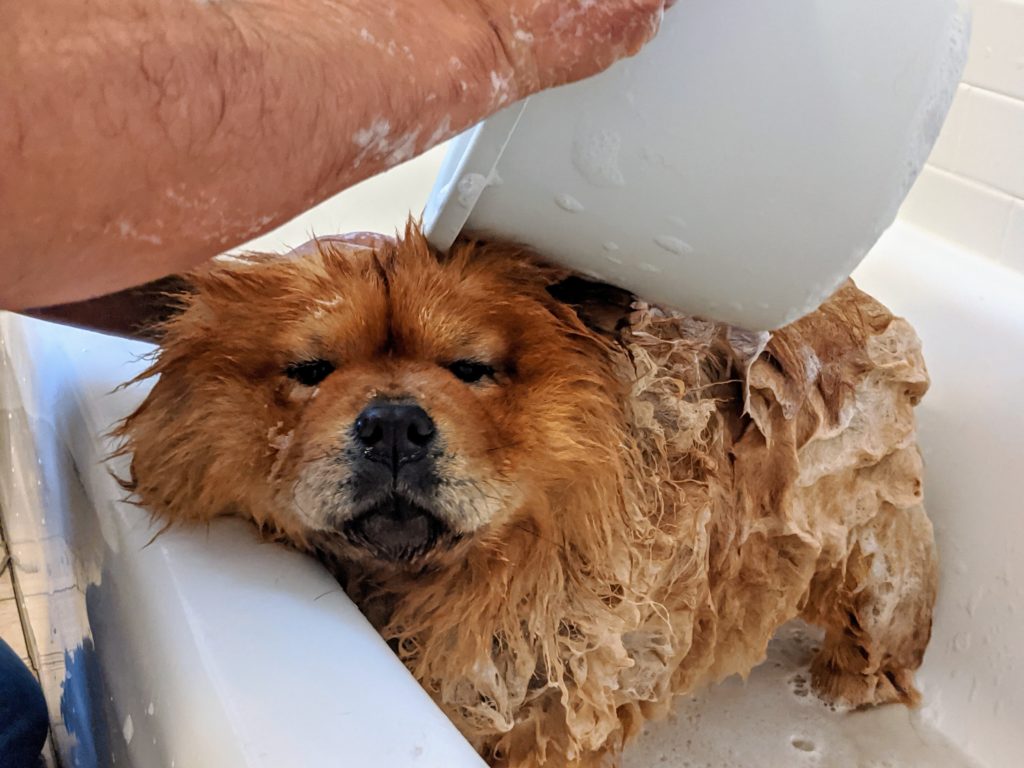 Bathing My Chow Chows The Martha Stewart Blog