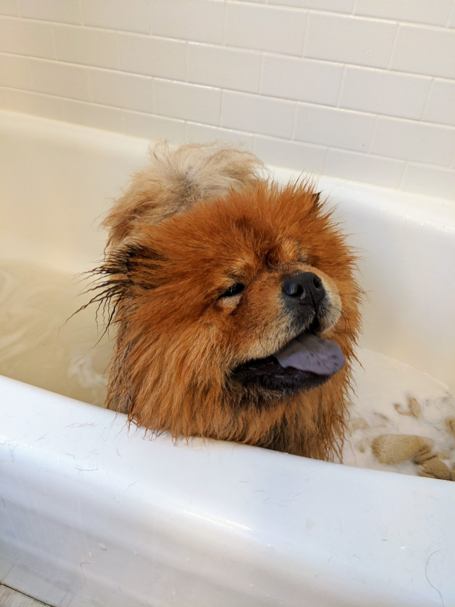 Bathing My Chow Chows The Martha Stewart Blog