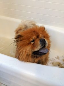 Empress Qin is next. Here she is in the tub. What is most unique and distinctive of a true Chow Chow is its blue-black tongue.