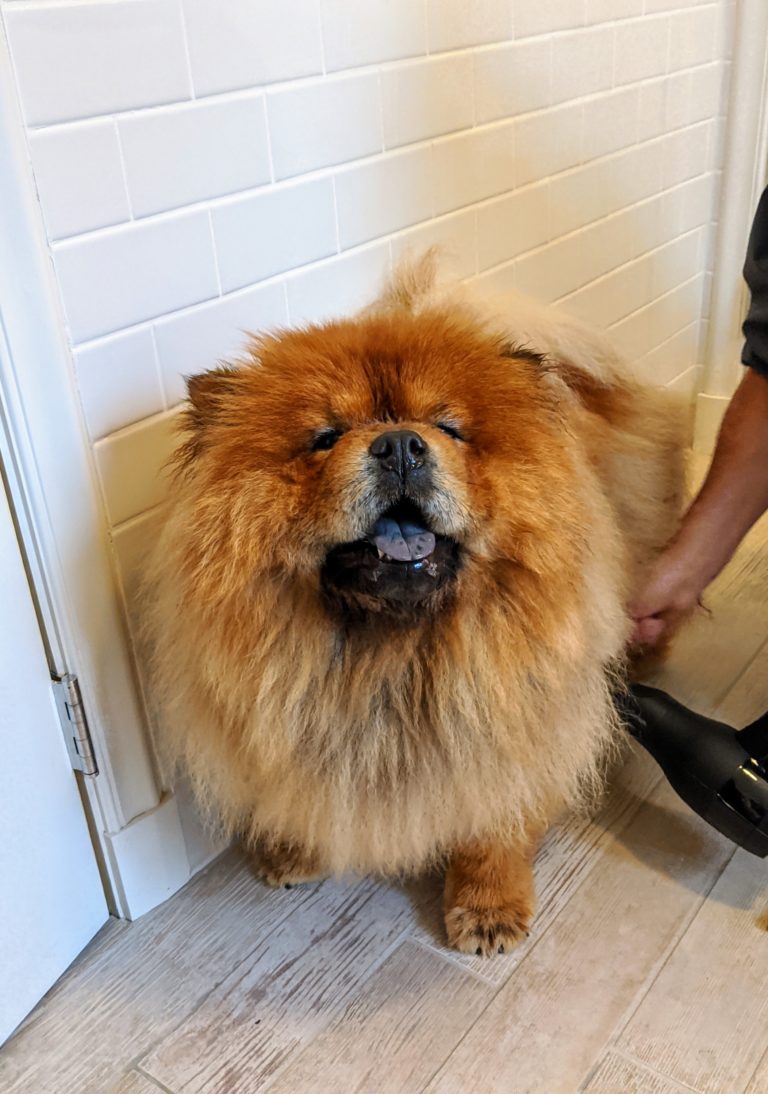 Bathing My Chow Chows The Martha Stewart Blog