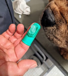 Next, Carlos takes a few minutes to brush the dogs' teeth. He uses a finger brush and special dog toothpaste. Never use human toothpaste. Many human kinds of toothpaste contain Xylitol, an artificial sweetener that is very toxic to dogs.