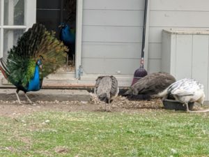 One can see him trying hard to attract these peahens. He won’t have his full tail until at least three years of age. Peahens usually choose males that have bigger, healthier plumage with an abundance of eyespots.