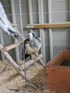 An indoor ladder provides another nice roosting spot for this India blue peahen. On the right is one of two nesting boxes in the coop. The boxes are checked for eggs every day.