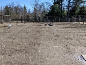 Here is the main vegetable garden, which is opened to my chickens and geese during the winter season.