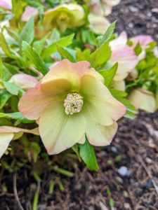 Hellebores benefit from a moderate amount of watering. They like to be watered deeply enough to saturate the root zone but then not watered again until the soil feels dry to the touch. These plants are drought tolerant but quite sensitive to soggy soil.