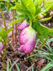 This hellebore flower is just about to open. Hellebore flowers come in pretty much any color from white and pink to green, apricot, and even deep purple, etc.