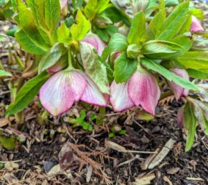 Hellebores are widely grown for decorative purposes because they are easy-to-grow and are able to resist frost. It is common to plant them on slopes or in raised beds in order to see their flowers, which tend to nod.