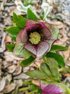 The sepals and veins on this hellebore are deeply colored to invite pollinators.
