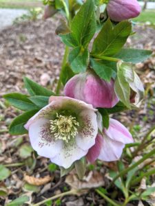 The colors of the sepals and the petals within the flower attract the insects. Hellebore flowers are not choosy about their insects, so all types can pollinate the flowers effectively.