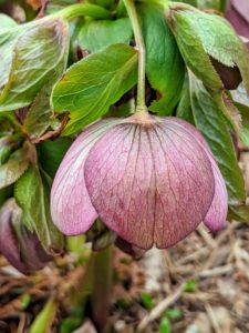This pink hellebore bloom has darker pink veining on the backs of its sepals.