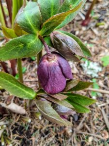 Here is another darker colored hellebore ready to bloom.