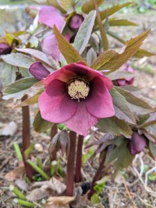 Monthly feeding with an all-purpose fertilizer will encourage healthy, lush growth in hellebores.
