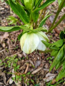 Unlike the blooms of most other flowering plants, hellebore flowers do not consist of petals, but of sepals, which serve to protect the flower.