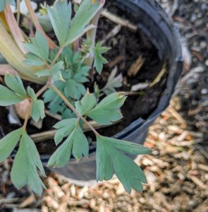 Here is a closer look at the leaves of the dicentra. These leaves are a medium green but will turn yellow middle to late summer.