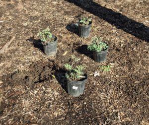 Ryan places them in small groups of about four or five plants each. Its informal habit and fernlike foliage blends well with wildflowers and other native plants. This garden will look terrific when it is all filled in.