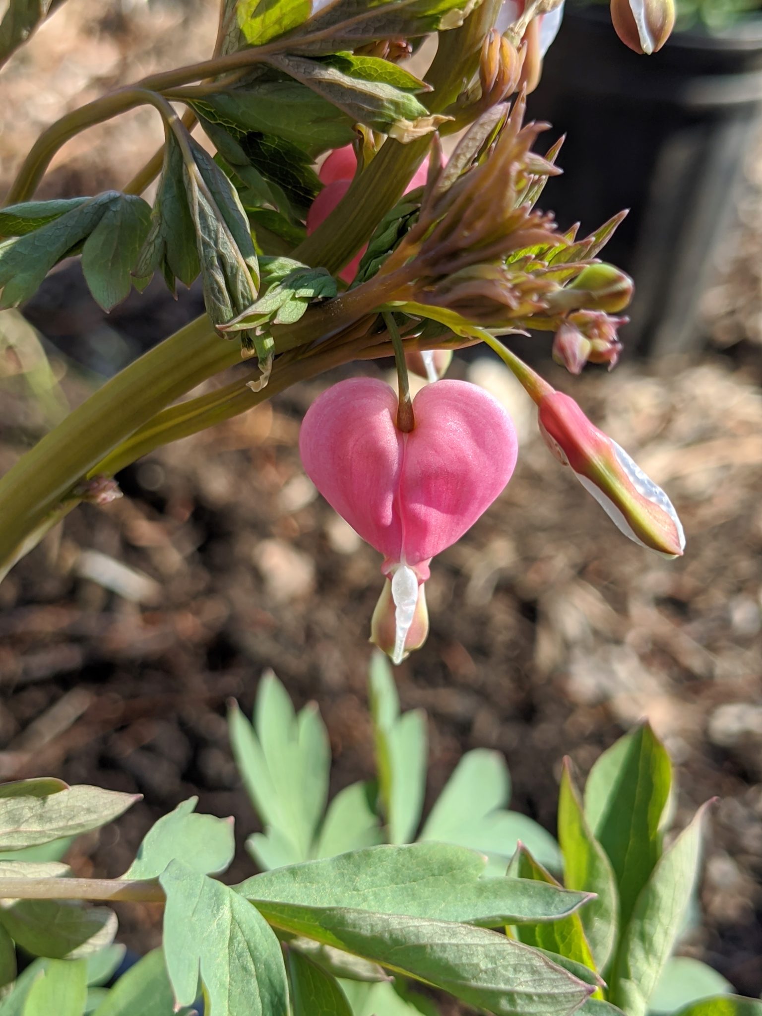 Planting Dicentra The Martha Stewart Blog