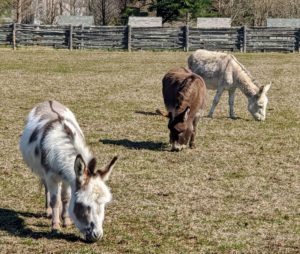 Donkeys are happiest with plenty of space to roam around and graze, which they do for the majority of the day. The five are in their large paddock from morning until late afternoon when they are fed and put back into their stalls.
