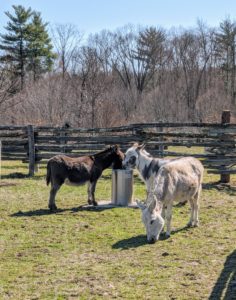Donkeys are herd animals, so they don’t like being separated from other members of their pack - even to the watering station. I have automatic waterers in all the stalls and paddocks, so there is always water available.