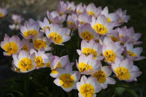 Tulipa saxatilis (Bakeri Group) 'Lilac Wonder' - liliaceae