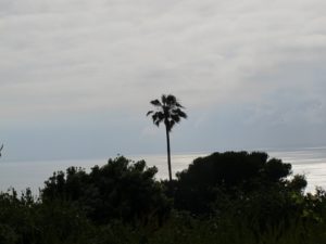 A solitary cabbage palm graced this view of the Pacific Ocean.