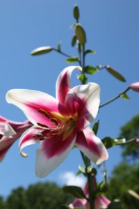 Stunning pink and white trumpet lilies