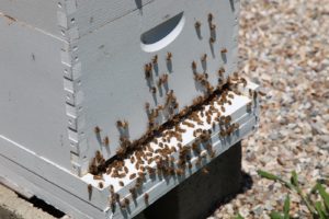 Lots of honey bee activity