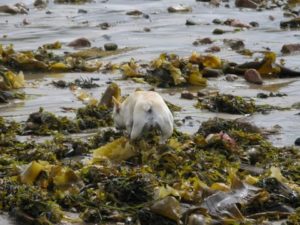 So much to see and smell - crabs, mussels, kelp, and other seaweeds
