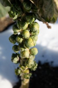 I love how these remaining stalks of Brussels sprouts look in the snowy vegetable garden.