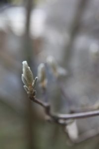 This is a fuzzy magnolia bud swelling for spring.