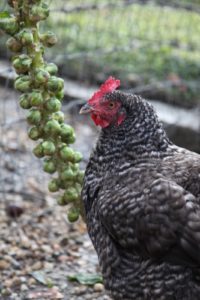 Remember the frozen Brussels sprouts in the vegetable garden?  The chickens love them!