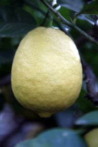 Part of the cold house is used to store my citrus trees for the winter.  Here is a very large lemon.