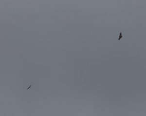 These red tailed hawks certainly enjoy all the wind.  They make quite a game of it!