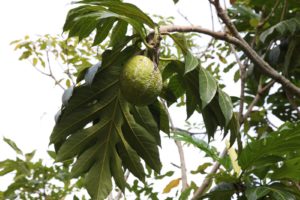 This tropical fruits is sukun, or breadfruit.
