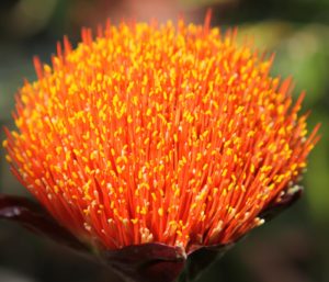 Another name for Scadoxus is paintbrush lily.