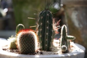 A miniature spiny cactus garden