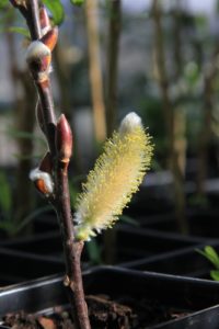 Some of the cuttings are already blooming with a fuzzy catkins.