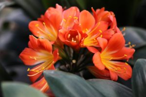 I love the vibrant orange of this Clivia, commonly called kaffir lily.