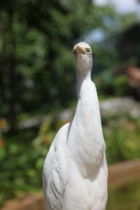 A white egret was one of many friendly birds just walking around amidst the tourists.