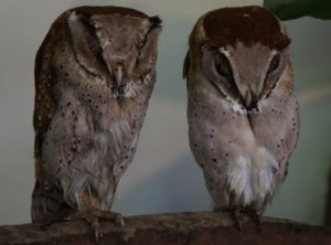 Such beautiful owls!