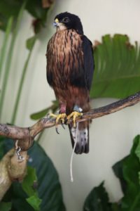 A proud and observant hawk
