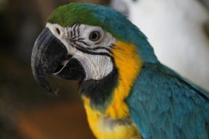 A close-up of a lovely macaw