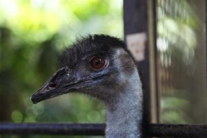 A lovely ostrich or emu?