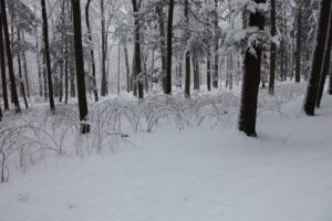 These snow-covered brambles look great in the woods.