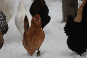 An Araucana hen testing out the snow - the chickens don't seem to mind it.