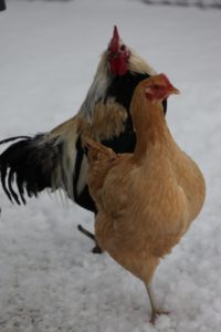 This is a rooster chasing a hen