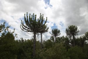 There were two very large euphorbias in the park - the Lebombo and the candelabra.