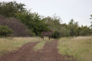 A water buck looking at us from the middle of the road