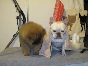 Ghenghis Khan is consoling Sharkey, who will have a bath once Frannie is done with hers.  Notice the Frenchie applique bags that we made a while back on TV?