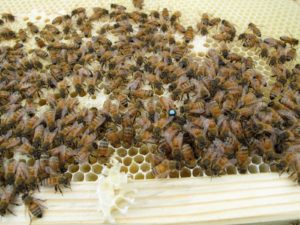 A good view of my honey bees taken last spring, including the queen with the blue marking