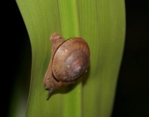 One of many species of land snails living in the rainforest
